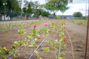 u-cut-flower-garden-3